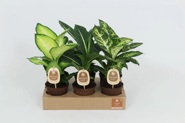 Dieffenbachia overig gemengd D. 12
