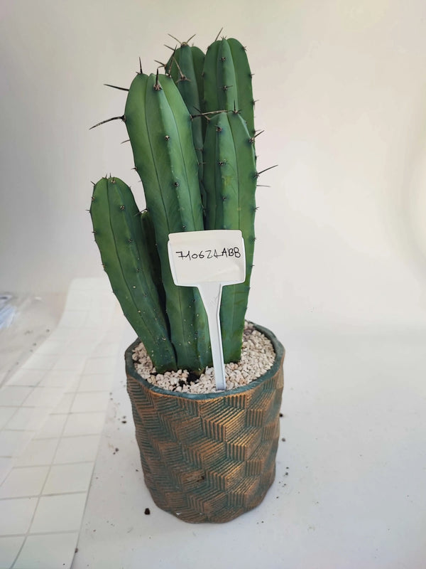 MYRTILLOCACTUS