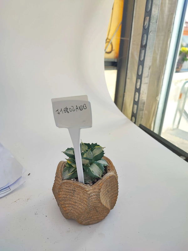 AGAVE VARIEGATA