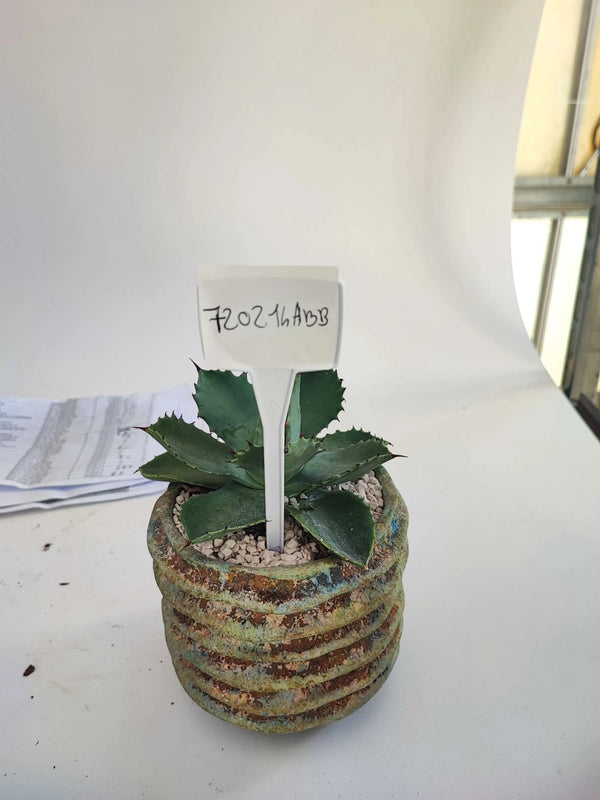 AGAVE POTATORUM
