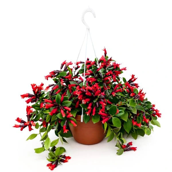 Aeschynanthus mona lisa D.20 cm