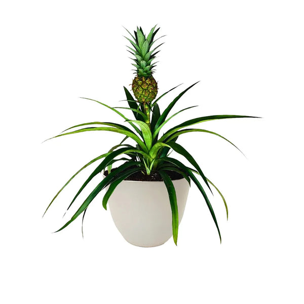 Ananas Amigo