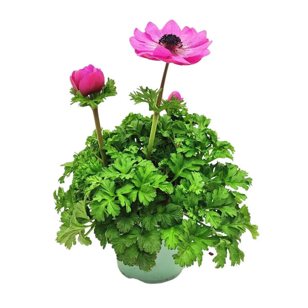 Set 3 piante di Anemone coronaria D.14 H.30 cm