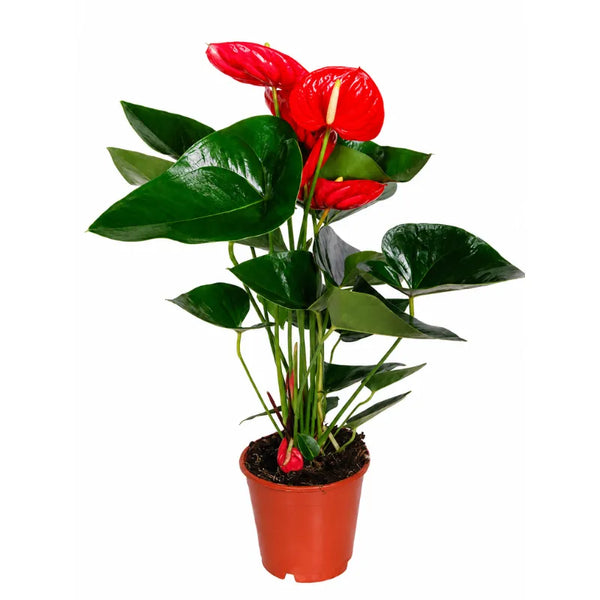 Anthurium D.17 H.65 cm