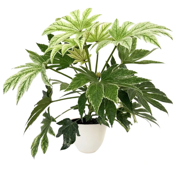 Aralia Fatsia Japonica , Variegata