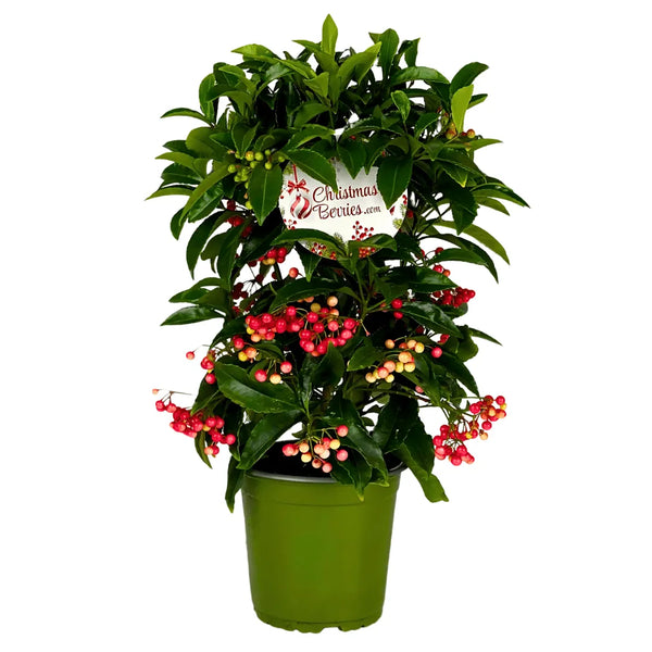 Ardisia crenata vaso H.35 cm