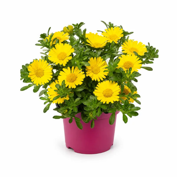 Asteriscus D.14 H.25 cm