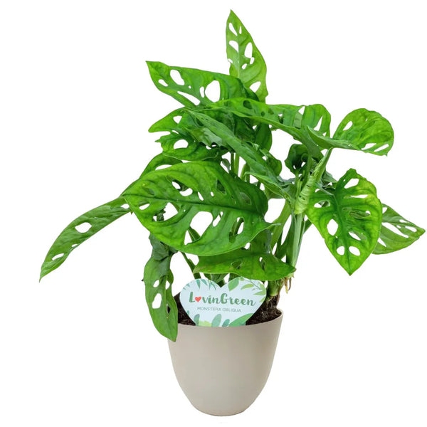 Monstera Monkey D.12 cm