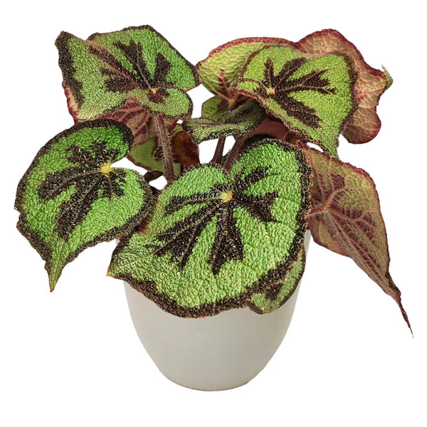 Begonia blad masoniana Mountai