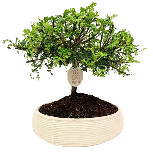 Bonsai di Pepe in Vaso Ceramica Artigianale Made in Italy
