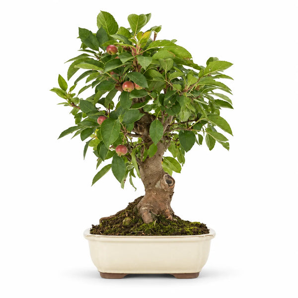 Bonsai 18 Anni Melo - Collezione Premium