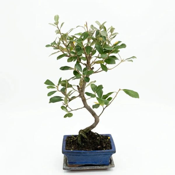 Bonsai d’Elaeagnus pungens de 7 anys (elaeagne) - Col·lecció Premium