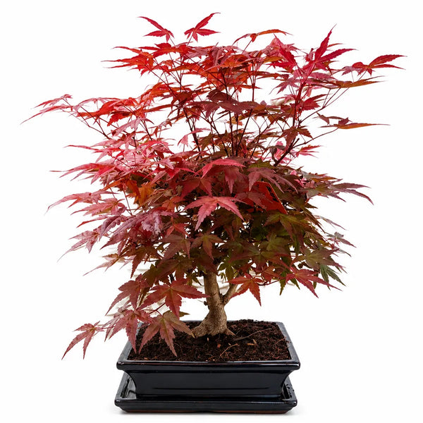 Bonsai 12 Anni Acer Palmatum Deshojo (Acero) - Collezione Premium