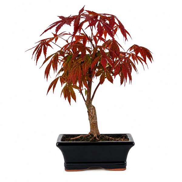 Bonsai 7 Anni Acer Palmatum Atropurpureum (Acero) - Collezione Premium