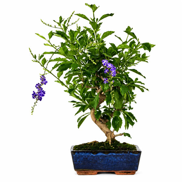 Bonsai 9 Anni Duranta Repens - Collezione Premium