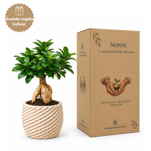 Bonsai-ficus ginseng Carina D.14 cm i keramik, udgave til bedsteforældrenes fest