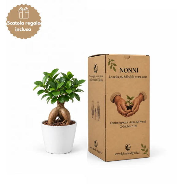 Mini Ficus Ginseng Bonsai in Ceramic Pot