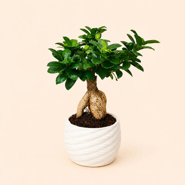 Bonsai ficus ginseng in vaso artigianale Carina D.14 cm in argilla