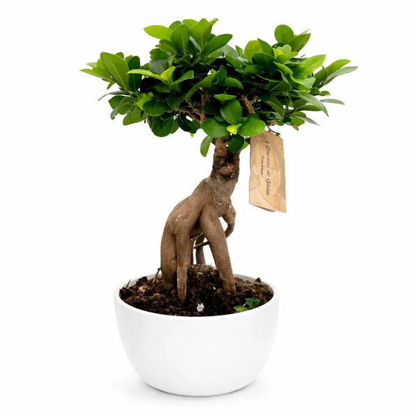 Bonsai Ficus Ginseng in Vaso ceramica Novara