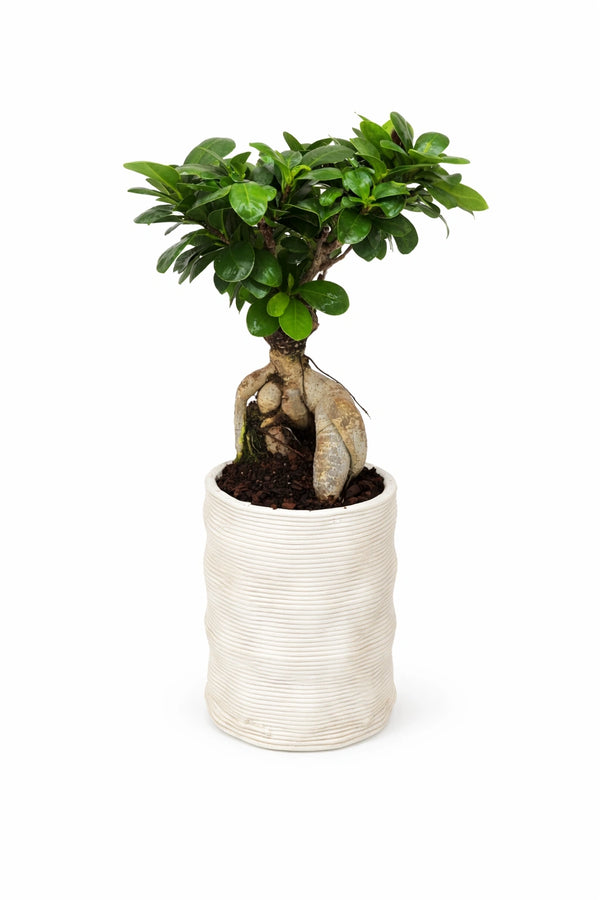 Bonsai ficus ginseng in vaso artigianale Andromeda in argilla