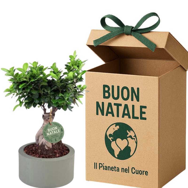 Bonsai di ficus in vaso grigio accanto a scatola regalo con scritta Buon Natale e fiocco verde.