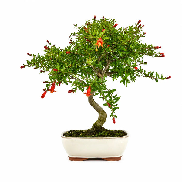 Bonsai Punica Granatum Nana Melograno 9 Anni - Collezione Premium