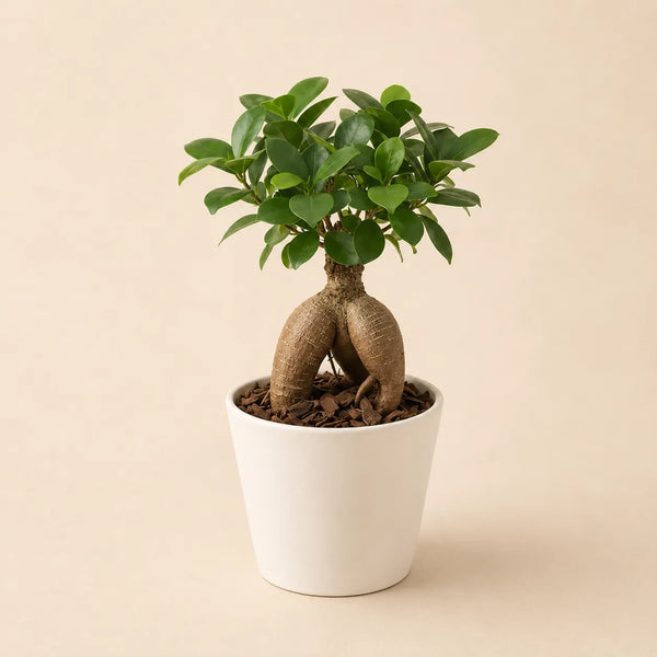 Bonsai Mini Ficus Ginseng in Vaso di Ceramica