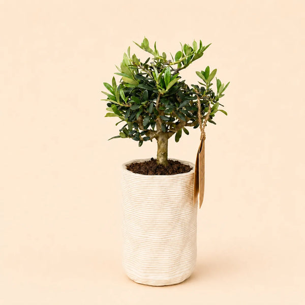 Bonsai Olivo Andromeda