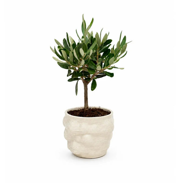 Bonsai d’olivera en test Alba de terracota fina, diàmetre 10, alçada 21 cm