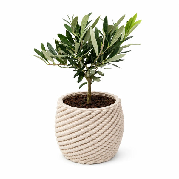 Bonsai olive tree in handcrafted ceramic pot Carina D.14 cm