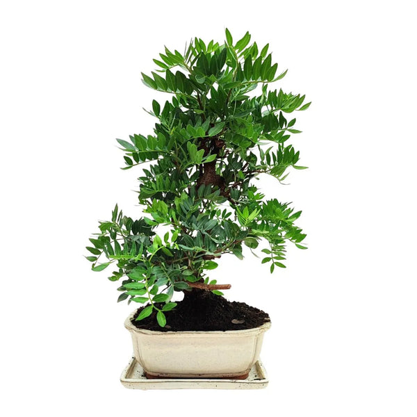 Bonsai 12 Anni Pistacia Lentiscus (Lentisco)- Collezione Premium