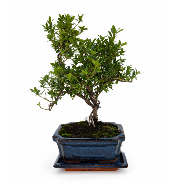 Bonsai Ilex Microphylla 7 Anni - Collezione Premium