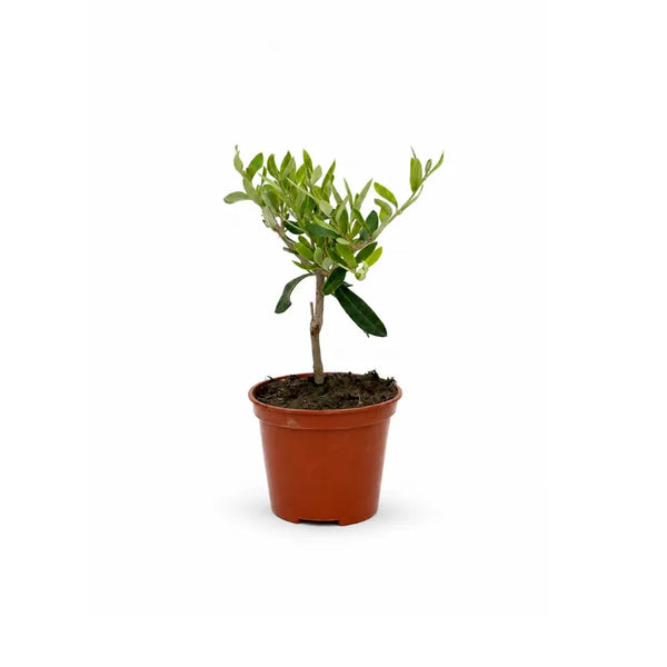 Mini Bonsai Olivo in vaso plastica D.10 cm