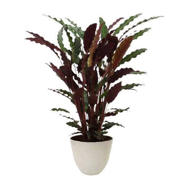 Calathea rufibarba H.65 cm