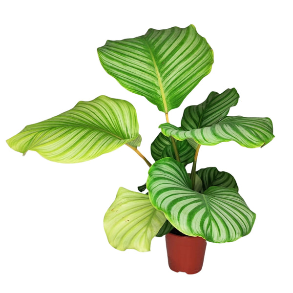 Calathea orbifolia altezza pianta 40 cm