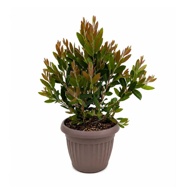 Callistemon Laevis in Vaso D.18 H.35 cm