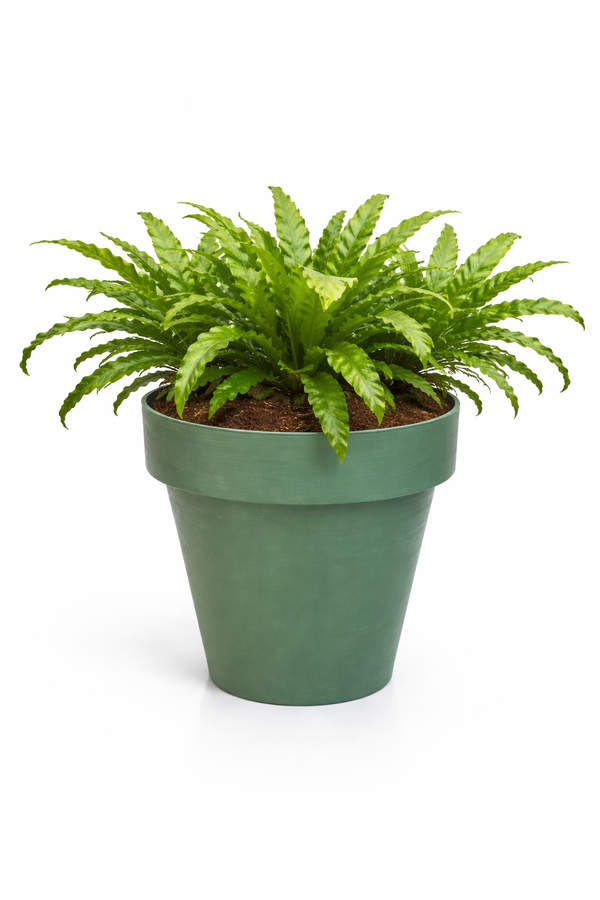 ASPLENIUM MIX IN TIME 35 3 PIANTE