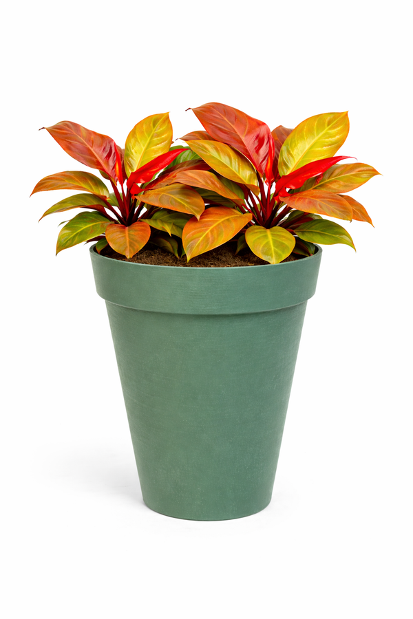PHILODENDRON ORANGE IN TIME D. 30 CM 3 PIANTE