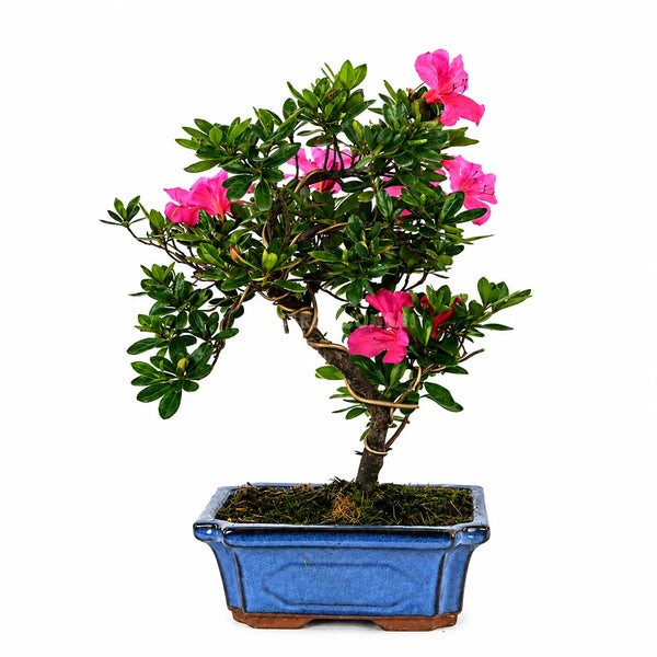 Bonsai 9 Anni Rhododendron Indicum (Azalea) - Collezione Premium