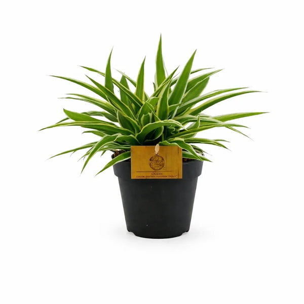 Chlorophytum Ocean D.12 H.20 cm
