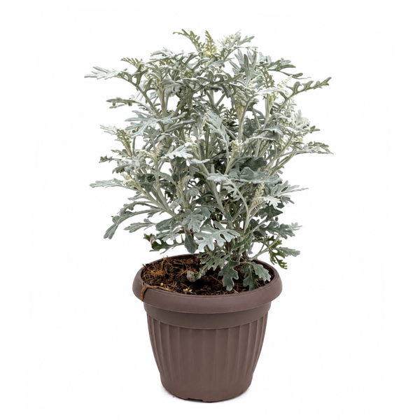 Cineraria Marittima in Vaso D.18 H.35 cm