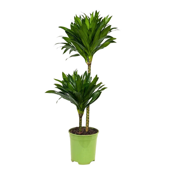 DRACAENA JANET GRAIG COMPACTA T. 45 D. 19 (2 tronchi)