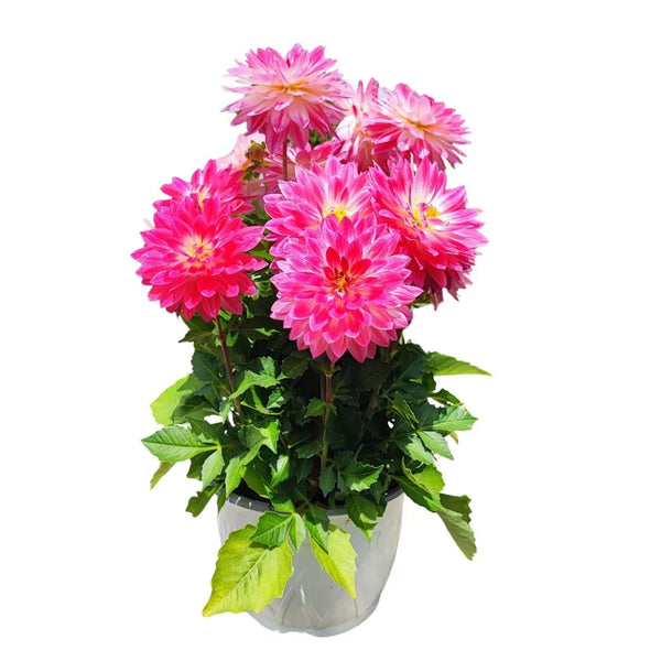 Set 3 e 6 pezzi di Dalia