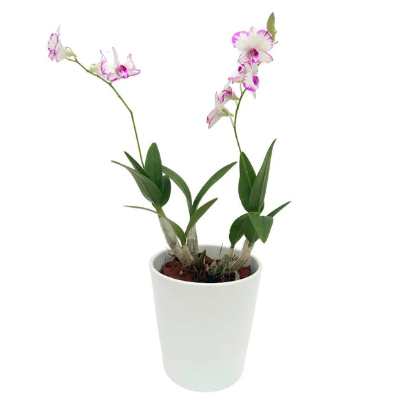 Orchidea Mini Dendrobium Thailandese in Vaso Ceramica Bianco
