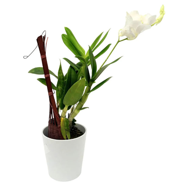 Dendrobium Thailandese: Orchidea Tropicale di Eleganza Esotica
