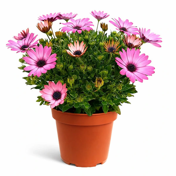 Dimorfoteca colori misti in vaso D.14 H.30 cm(Bocciolata)