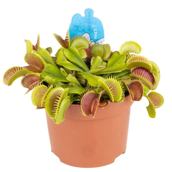 Dionaea Muscipula pianta carnivora diametro 12 cm