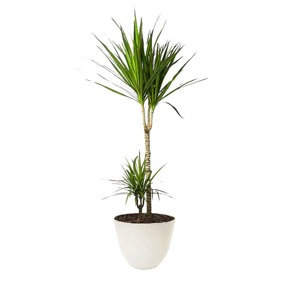 Dracaena Marginata H.120/130 cm