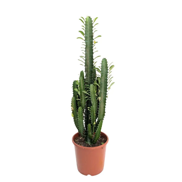 Euphorbia trigona H.70 cm