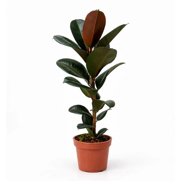 Ficus Elastica D.17 cm